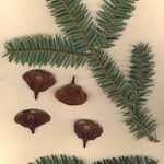 Abies nebrodensis Alia