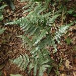 Triplophyllum buchholzii Hábito