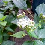 Chromolaena odorata Flor