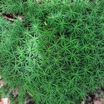 Plantago subulataLevél