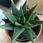 Aloe aristataFolha