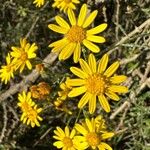 Senecio pterophorus ফুল