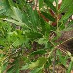 Lomatia ilicifolia 整株植物