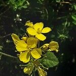 Erucastrum nasturtiifolium Květ