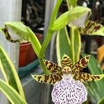 Zygopetalum maculatum Lehti