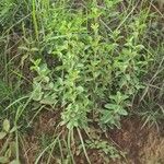 Calea prunifolia Leaf