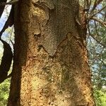 Albizia forbesii Lubje