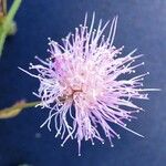 Mimosa somnians Flower
