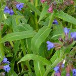 Pulmonaria mollis برگ