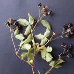 Rubus bertramii Övriga