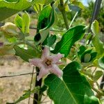 Araujia sericifera Blomst