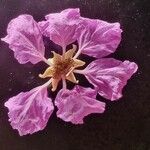 Lagerstroemia speciosa फूल