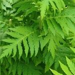 Achillea macrophylla Blad