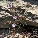 Limonium cancellatumFlower