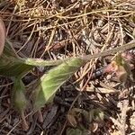 Convolvulus siculus Leaf