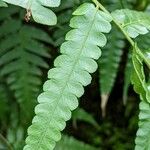 Allantodia maxima Leaf