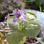 Coleus caninus Flower