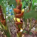 Calathea lutea Flower