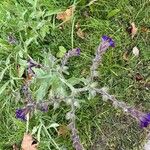 Anchusa officinalis Virág