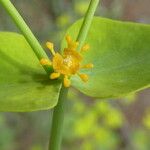 Euphorbia biumbellata Lorea