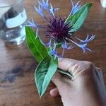 Centaurea triumfettii Blatt