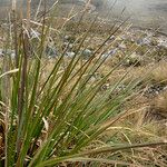 Cortaderia pungens Листок