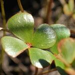 Marsilea strigosa ഇല