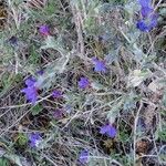 Lithodora fruticosa花