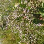Limonium carolinianum Цветок