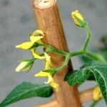 Solanum pimpinellifolium Flower