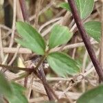 Clematis montana 葉