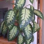 Dieffenbachia seguine (Jacq.) SchottLeaf