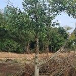 Ficus thonningii Habitat