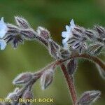 Myosotis minutiflora Mbuma