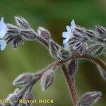 Myosotis minutiflora ফল