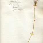 Aegilops geniculata 花