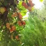 Prunus tomentosa 果