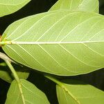 Ficus ovalis Foglia