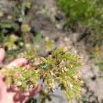 Phacelia hastata Folha