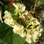 Dombeya acutangulaFlower