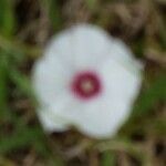 Convolvulus equitans Flower