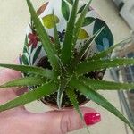 Dyckia brevifolia Лист