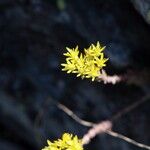 Petrosedum montanum Lorea