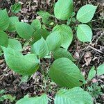 Cornus rugosa Feuille