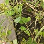 Trigonella foenum-graecum पत्ता