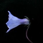 Codonopsis thalictrifolia Flower