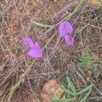 Tephrosia villosa Flower