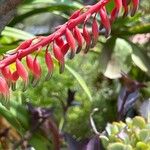 Gasteria disticha Flower