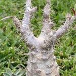 Pachypodium rosulatum অভ্যাস