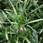 Pteris cretica Blatt